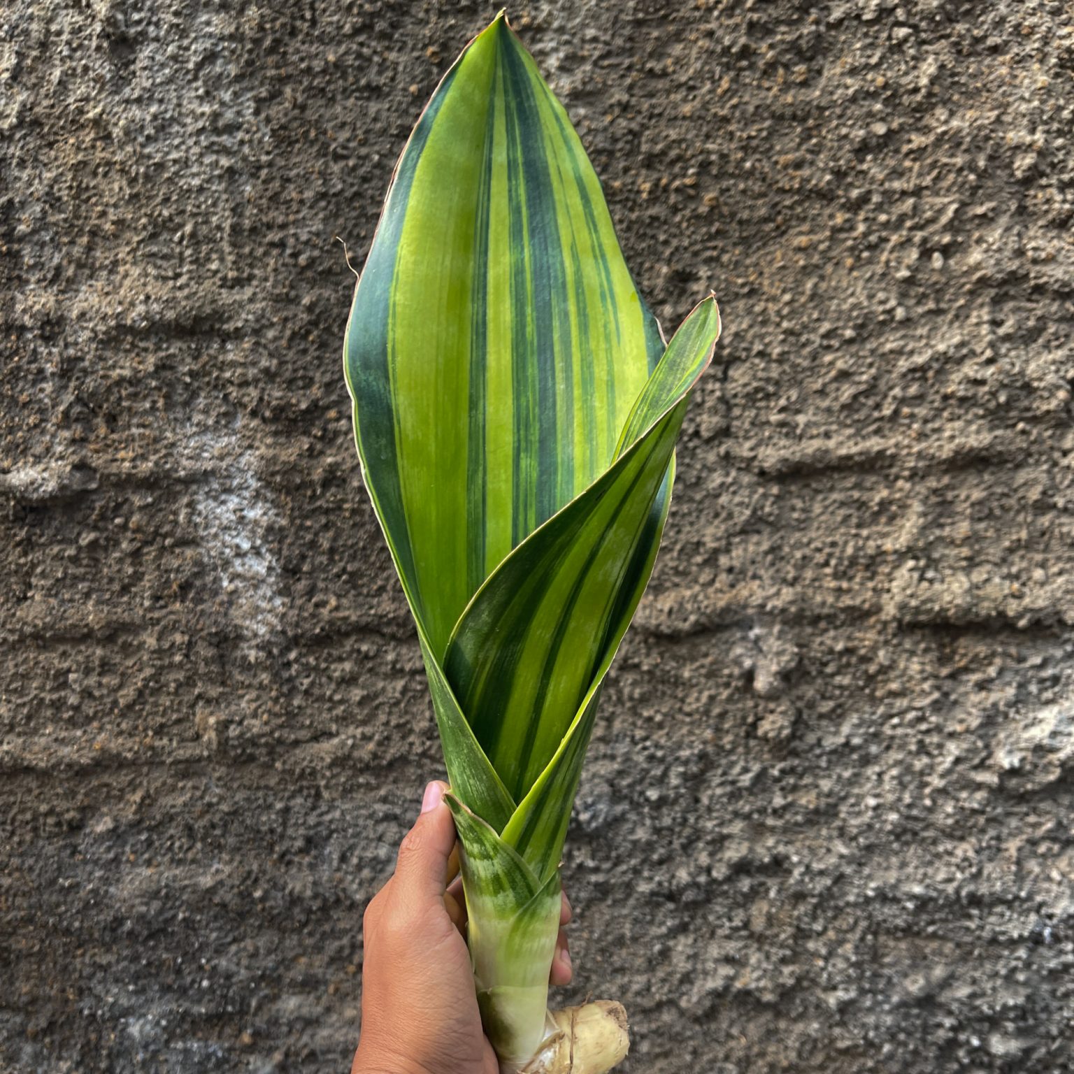 Sansevieria Malawi Midnight, real feature image plant. Picture taken directly from kaktus.id community Sansevieria farmer green houses.