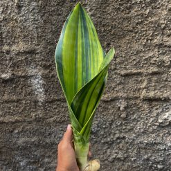 Sansevieria Malawi Midnight, real feature image plant. Picture taken directly from kaktus.id community Sansevieria farmer green houses.