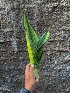 Sansevieria Malawi Midnight, real gallery image #7 plants. Picture taken directly from kaktus.id community Sansevieria farmer green houses.