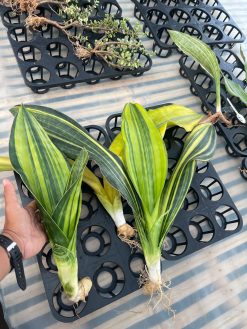 Sansevieria Malawi Midnight, real gallery image #1 plants. Picture taken directly from kaktus.id community Sansevieria farmer green houses.