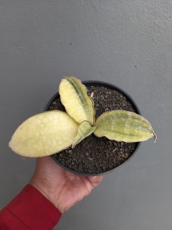 Sansevieria Horwood Cream Variegated, real gallery image #2 plants. Picture taken directly from kaktus.id community Sansevieria farmer green houses.