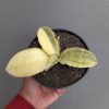 Sansevieria Horwood Cream Variegated, real feature image plant. Picture taken directly from kaktus.id community Sansevieria farmer green houses.