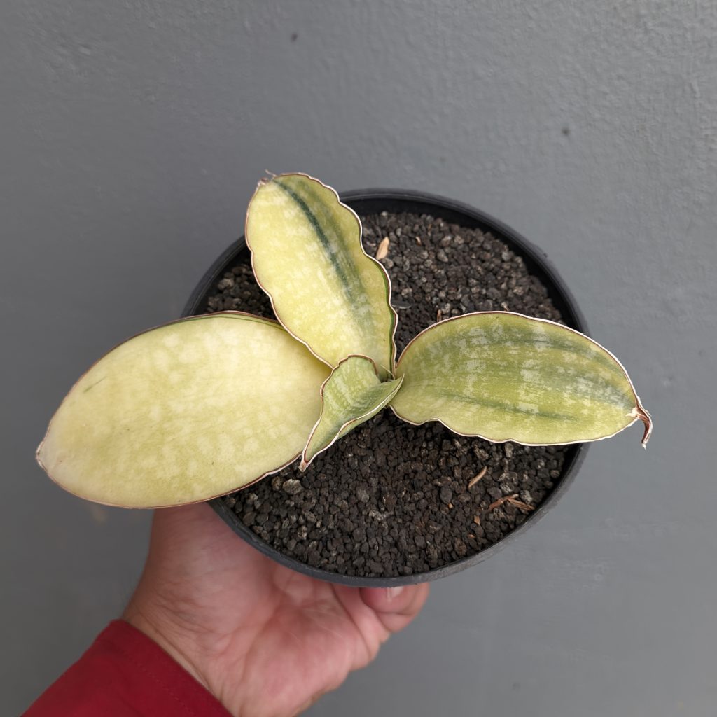 Buy Sell High Quality Sansevieria Horwood Cream Variegated From Indonesia