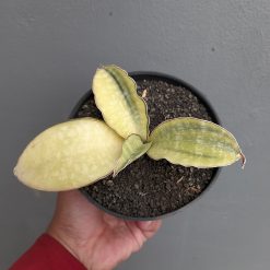 Sansevieria Horwood Cream Variegated, real feature image plant. Picture taken directly from kaktus.id community Sansevieria farmer green houses.