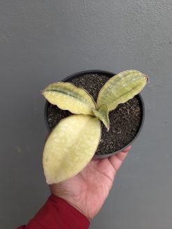 Sansevieria Horwood Cream Variegated, real gallery image #1 plants. Picture taken directly from kaktus.id community Sansevieria farmer green houses.