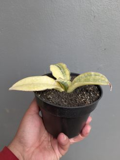 Sansevieria Horwood Cream Variegated, real gallery image #3 plants. Picture taken directly from kaktus.id community Sansevieria farmer green houses.