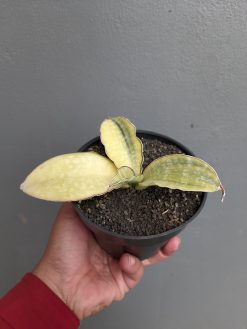 Sansevieria Horwood Cream Variegated, real gallery image #5 plants. Picture taken directly from kaktus.id community Sansevieria farmer green houses.