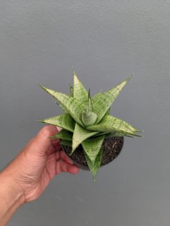 Sansevieria Niubi, real gallery image #5 plants. Picture taken directly from kaktus.id community Sansevieria farmer green houses.