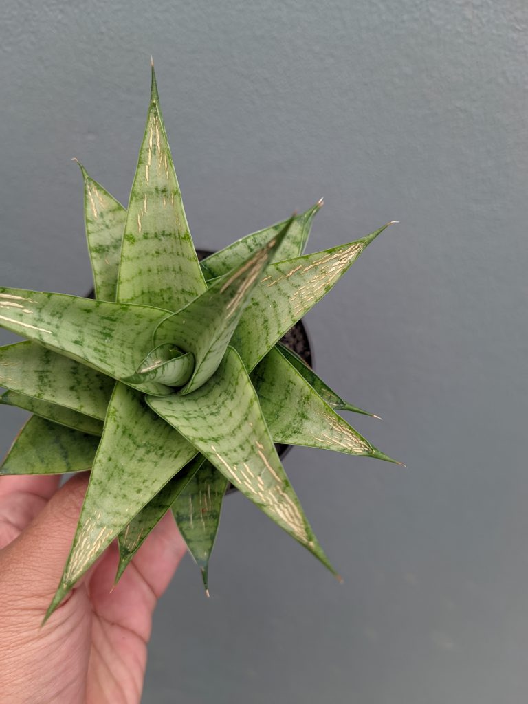 kaktus.id