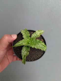 Sansevieria Water Melon, real gallery image #1 plants. Picture taken directly from kaktus.id community Sansevieria farmer green houses.