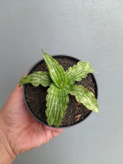 Sansevieria Water Melon, real gallery image #2 plants. Picture taken directly from kaktus.id community Sansevieria farmer green houses.