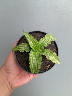 Sansevieria Water Melon, real gallery image #3 plants. Picture taken directly from kaktus.id community Sansevieria farmer green houses.