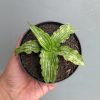 Sansevieria Water Melon, real feature image plant. Picture taken directly from kaktus.id community Sansevieria farmer green houses.