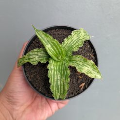 Sansevieria Water Melon, real feature image plant. Picture taken directly from kaktus.id community Sansevieria farmer green houses.