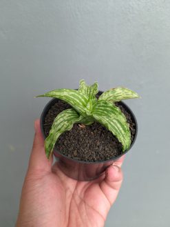 Sansevieria Water Melon, real gallery image #5 plants. Picture taken directly from kaktus.id community Sansevieria farmer green houses.