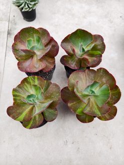 Echeveria Party Dress Variegated, real gallery image #1 plants. Picture taken directly from kaktus.id community Echeveria farmer green houses.
