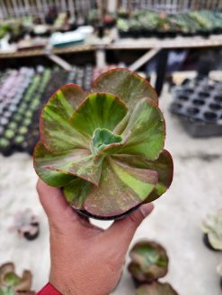 Echeveria Party Dress Variegated, real gallery image #6 plants. Picture taken directly from kaktus.id community Echeveria farmer green houses.
