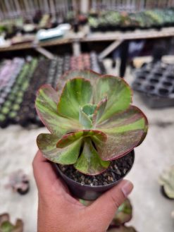 Echeveria Party Dress Variegated, real gallery image #5 plants. Picture taken directly from kaktus.id community Echeveria farmer green houses.