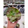Echeveria Party Dress Variegated, real feature image plant. Picture taken directly from kaktus.id community Echeveria farmer green houses.