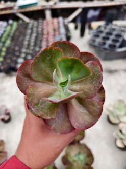 Echeveria Party Dress Variegated, real gallery image #3 plants. Picture taken directly from kaktus.id community Echeveria farmer green houses.
