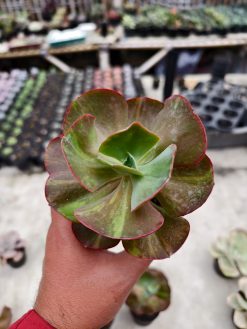 Echeveria Party Dress Variegated, real gallery image #2 plants. Picture taken directly from kaktus.id community Echeveria farmer green houses.