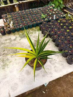 Sansevieria Parva Lancet Sectoral Yellow, real gallery image #1 plants. Picture taken directly from kaktus.id community Sansevieria farmer green houses.