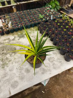 Sansevieria Parva Lancet Sectoral Yellow, real gallery image #2 plants. Picture taken directly from kaktus.id community Sansevieria farmer green houses.