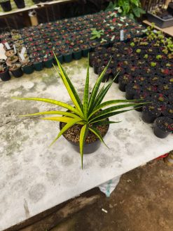 Sansevieria Parva Lancet Sectoral Yellow, real gallery image #3 plants. Picture taken directly from kaktus.id community Sansevieria farmer green houses.