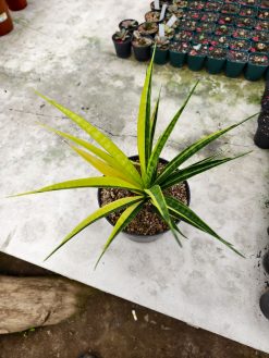Sansevieria Parva Lancet Sectoral Yellow, real gallery image #4 plants. Picture taken directly from kaktus.id community Sansevieria farmer green houses.