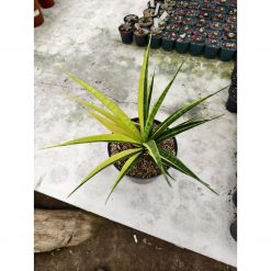 Sansevieria Parva Lancet Sectoral Yellow, real feature image plant. Picture taken directly from kaktus.id community Sansevieria farmer green houses.