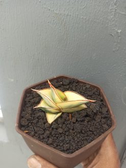 Sansevieria Rorida Aurea Variegated, real gallery image #4 plants. Picture taken directly from kaktus.id community Sansevieria farmer green houses.