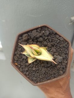 Sansevieria Rorida Aurea Variegated, real gallery image #5 plants. Picture taken directly from kaktus.id community Sansevieria farmer green houses.