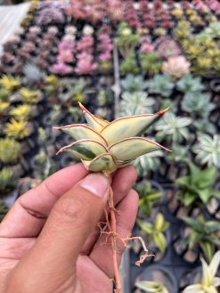 Sansevieria Rorida Aurea Variegated, real gallery image #6 plants. Picture taken directly from kaktus.id community Sansevieria farmer green houses.