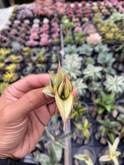 Sansevieria Rorida Aurea Variegated, real gallery image #7 plants. Picture taken directly from kaktus.id community Sansevieria farmer green houses.