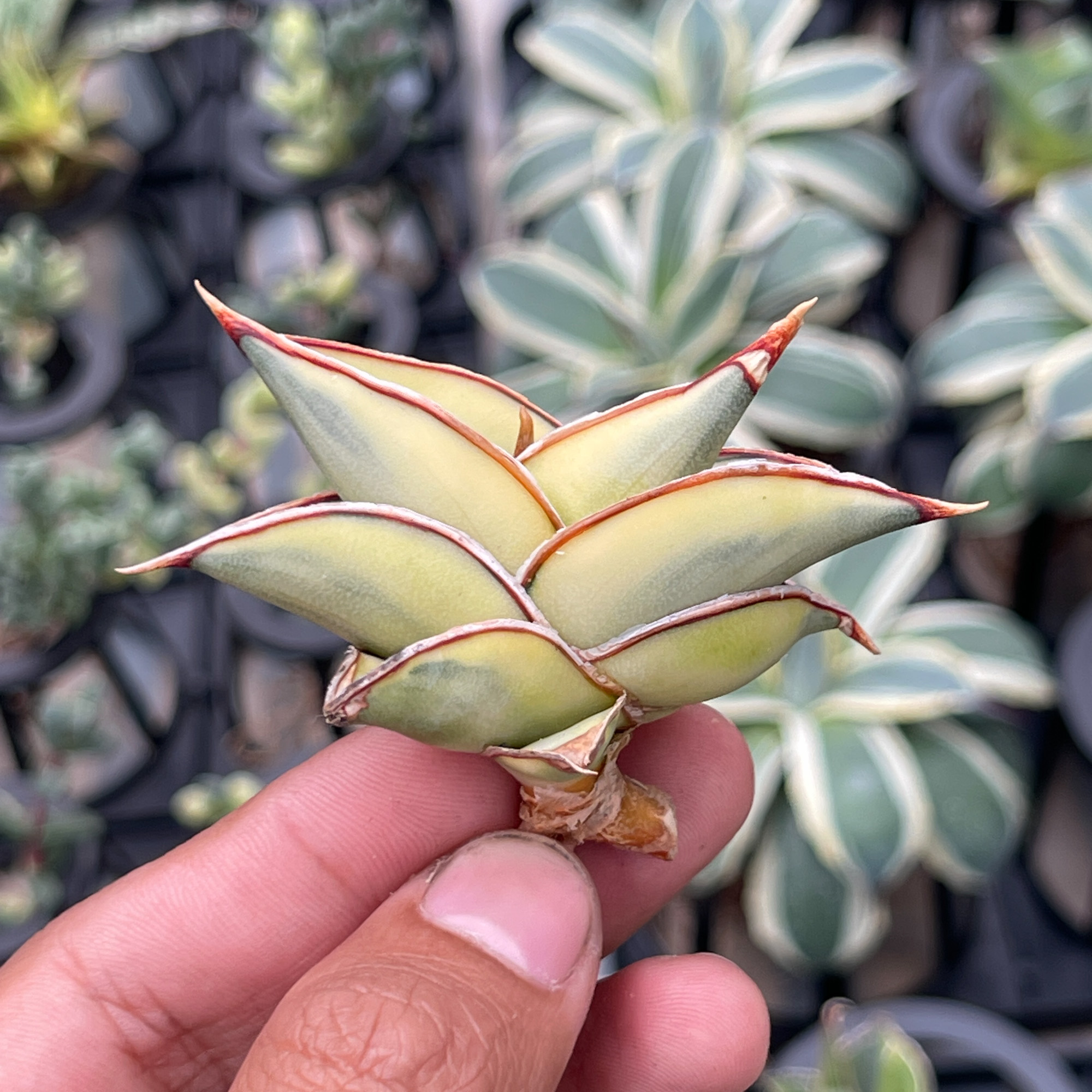 Sansevieria Rorida Aurea Variegated