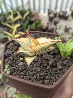 Sansevieria Rorida Aurea Variegated, real gallery image #1 plants. Picture taken directly from kaktus.id community Sansevieria farmer green houses.
