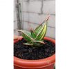 Sansevieria Pinguicula Dagger, real feature image plant. Picture taken directly from kaktus.id community Sansevieria farmer green houses.