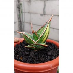 Sansevieria Pinguicula Dagger, real feature image plant. Picture taken directly from kaktus.id community Sansevieria farmer green houses.