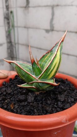 Sansevieria Pinguicula Dagger, real gallery image #2 plants. Picture taken directly from kaktus.id community Sansevieria farmer green houses.