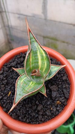 Sansevieria Pinguicula Dagger, real gallery image #1 plants. Picture taken directly from kaktus.id community Sansevieria farmer green houses.