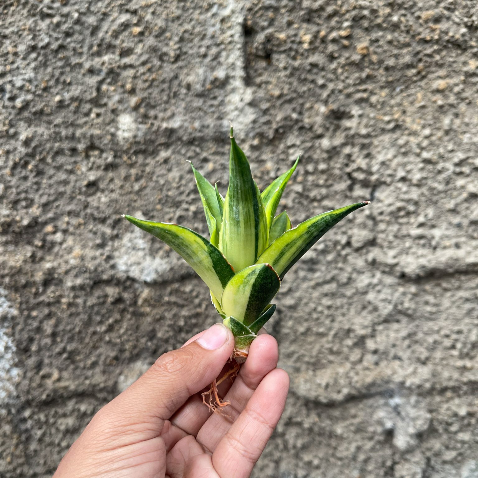 Sansevieria Gajah Mada Variegated, real feature image plant. Picture taken directly from kaktus.id community Sansevieria farmer green houses.