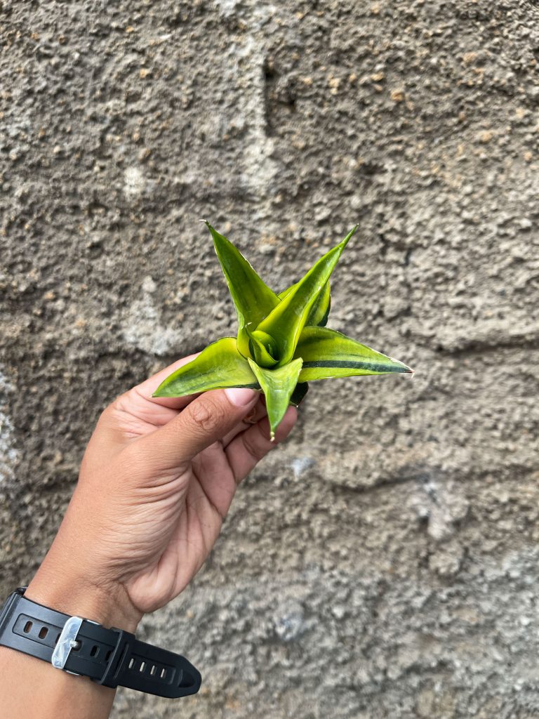 kaktus.id