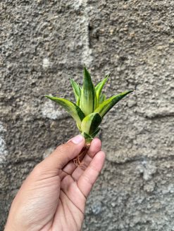 Sansevieria Gajah Mada Variegated, real gallery image #2 plants. Picture taken directly from kaktus.id community Sansevieria farmer green houses.