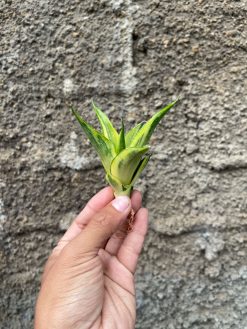 Sansevieria Gajah Mada Variegated, real gallery image #3 plants. Picture taken directly from kaktus.id community Sansevieria farmer green houses.