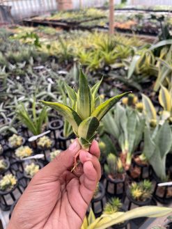 Sansevieria Gajah Mada Variegated, real gallery image #4 plants. Picture taken directly from kaktus.id community Sansevieria farmer green houses.