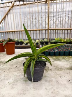 Sansevieria Doris Pfennig Variegated Size 25 Cm, real gallery image #1 plants. Picture taken directly from kaktus.id community Sansevieria farmer green houses.