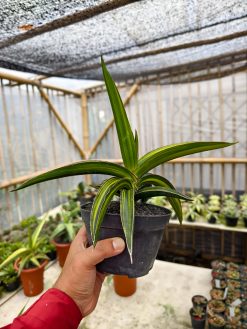 Sansevieria Doris Pfennig Variegated Size 25 Cm, real gallery image #2 plants. Picture taken directly from kaktus.id community Sansevieria farmer green houses.