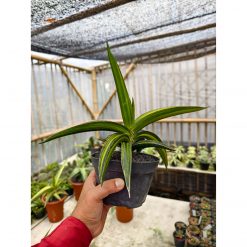 Sansevieria Doris Pfennig Variegated Size 25 Cm, real feature image plant. Picture taken directly from kaktus.id community Sansevieria farmer green houses.