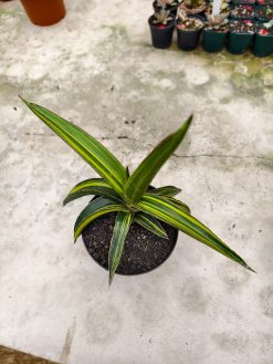 Sansevieria Doris Pfennig Variegated Size 25 Cm, real gallery image #3 plants. Picture taken directly from kaktus.id community Sansevieria farmer green houses.