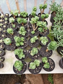 Portulaca Molokiniensis Variegated, real gallery image #1 plants. Picture taken directly from kaktus.id community Portulaca farmer green houses.